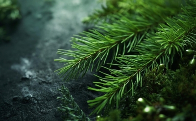 Pine Needle Fleuressence